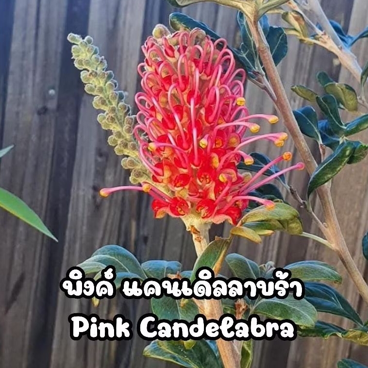 ขายกิ่งพันธุ์ สนเกรวิลเลย ชมพูใบเบญ "Grevillea Pink Candelabra "กิ่งทาบ ขนาด60-80cm.