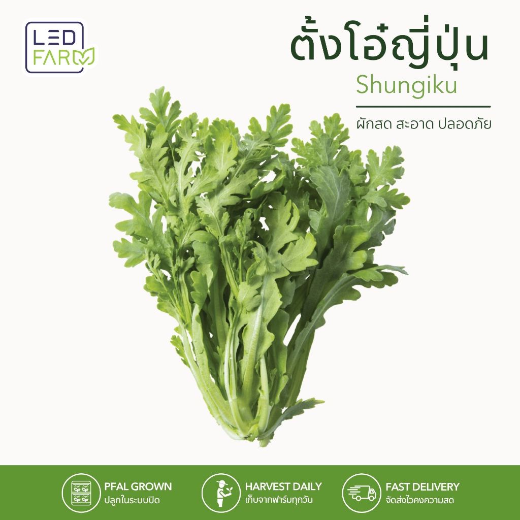 ตั้งโอ๋ญี่ปุ่น Shungiku ผักสดตัดสด ผักสลัด ปลูกในระบบปิด