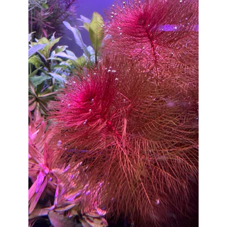 [Min] Myriophyllum Red ขนนกแดง แดงง่าย เลี้ยงบ่อใช้แสงธรรมชาติได้ ใช้ไฟไม้น้ำสีจะแดงสดมากๆ ไม้น้ำnoco2ได้ 5ต้นต่อชุด