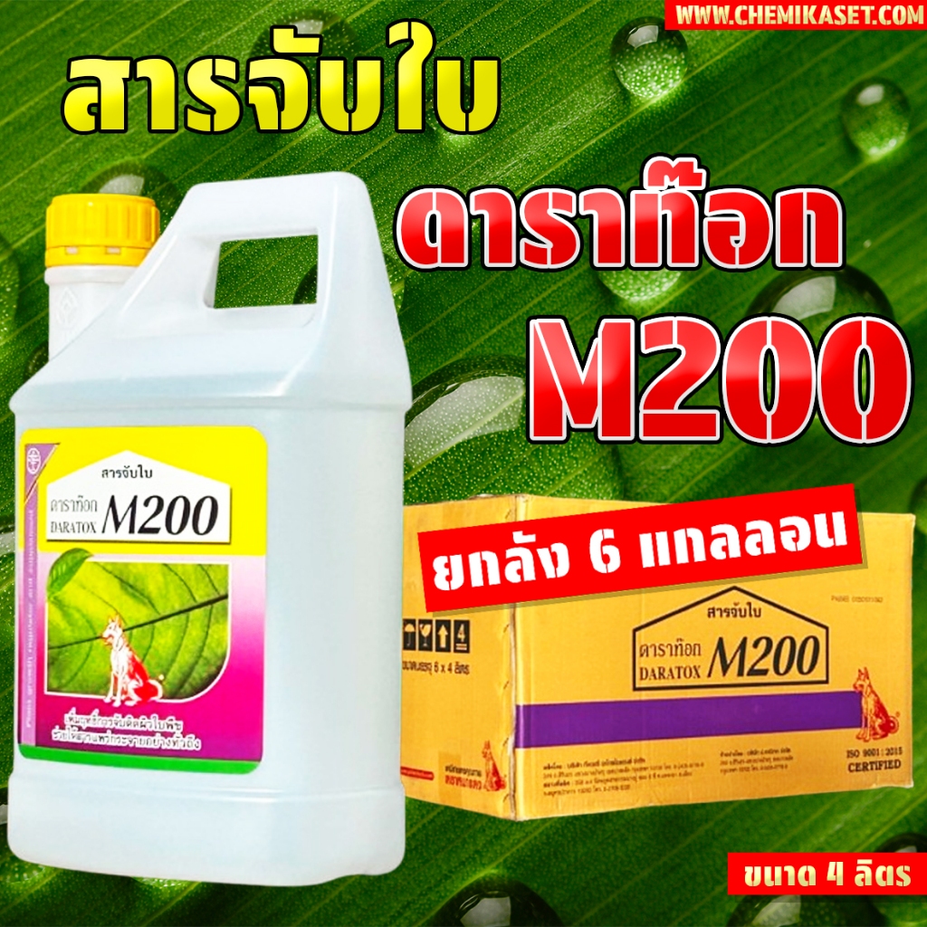 (ยกลัง6แกลลอน) ดาราท๊อก M200 หมาแดง 4 ลิตร (สารจับใบ) ช่วยเพิ่มประสิทธิภาพการจับติดผิวใบ ทนฝน