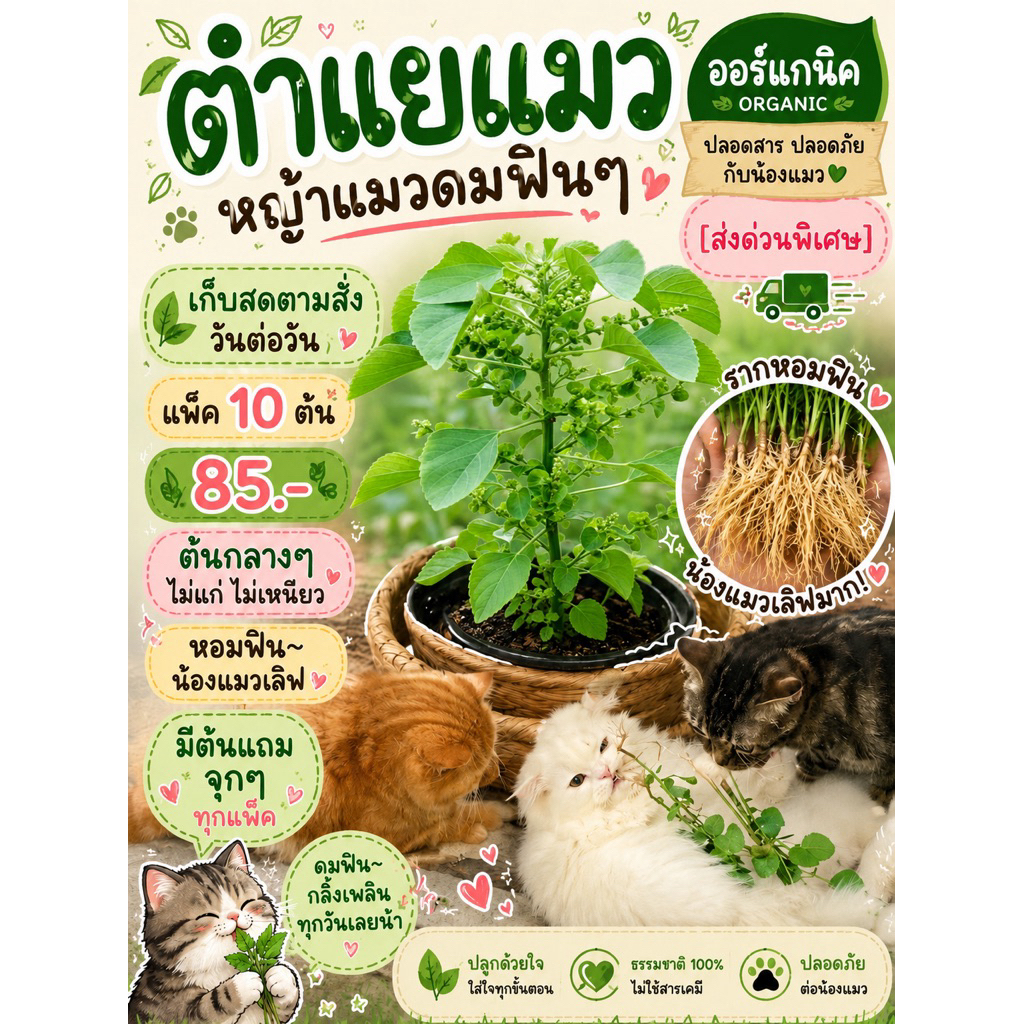 ตำแยแมว ออร์แกนิค 🌿 หญ้าแมวดมฟินๆ สำหรับน้องแมว | สดใหม่ รากหอมฟุ้ง แพ็ค 10 ต้น