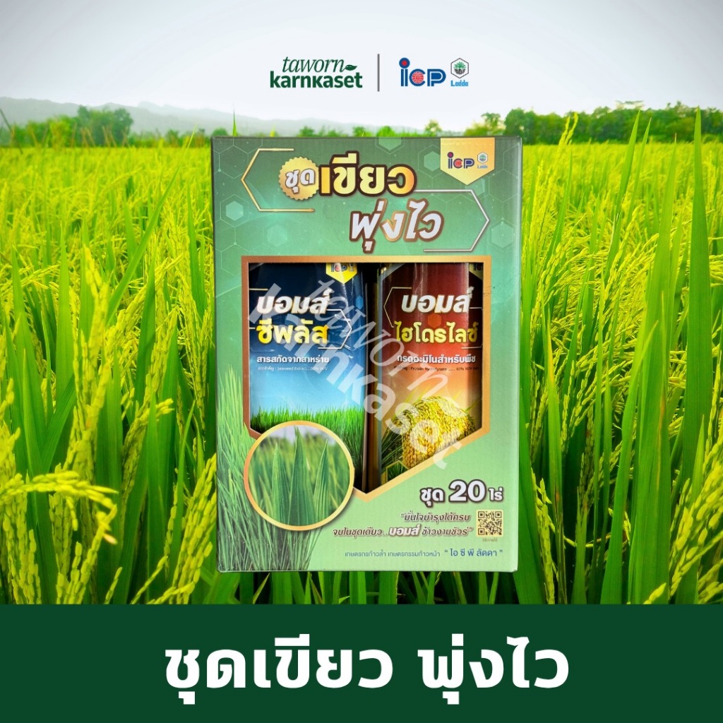 ชุดเขียว พุ่งไว (บอมส์พลัส + บอมส์ไฮโดรไลท์) ตราไอซีพีลัดดา เร่งการเจริญเติบโต เร่งเขียว บำรุงราก เพิ่มผลผลิต