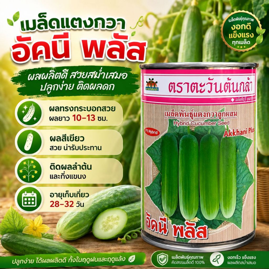 เมล็ดแตงกวา อัคนีพลัส ตราตะวันต้นกล้า F1 ขนาด20กรัม เมล็ดพันธุ์แตงกวา เมล็ดพันธุ์ผัก เมล็ดผักสวนครัว