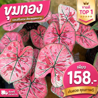 บอนสีขุมทอง ปลูกแล้วรวย
