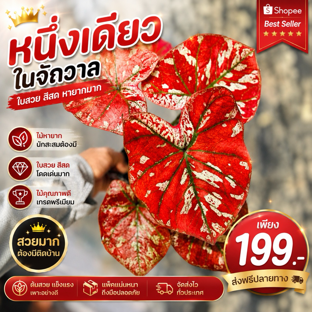 บอนสีหนึ่งเดียวในจักวาล บอนในตำนานที่ราคาแพงมาก และหายากมาก นักเก็บสะสมต้องมี