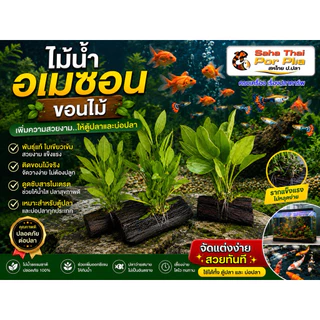 ต้นไม้ ขอน อเมซอน แบบยึดกับขอนไม้ เป็นร่มเงา เป็นที่หลบภัย ช่วยให้สดชื่น เลี้ยงง่ายคงคน ใส่ในตู้ปลา หรืออ่างปลาก็ได้