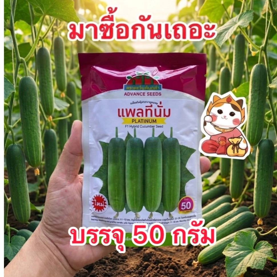 แพลทีนั่ม ใหม่ เมล็ดพันธุ์แตงกวา ตราตะวันต้นกล้า(สิ้นอายุ12/70) บรรจุ 50กรัม/ซอง