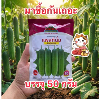 แพลทีนั่ม ใหม่ เมล็ดพันธุ์แตงกวา ตราตะวันต้นกล้า(สิ้นอายุ12/70) บรรจุ 50กรัม/ซอง