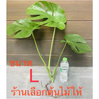 มอนสเตอร่า ไจแอนท์ ไม้ยอดตัดสด ไม่มีกระถาง (ฝักกินได้) ขนาดตามรูป; โปรดอ่านรายละเอียดสินค้า