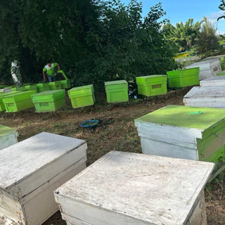 🌳น้ำผึ้งเกสรดอกไม้ป่าเดือน5แท้ 🐝🍯ตรา ภูผาผึ้ง 🌳🍯ชุด 3 ขวด🍯🌳