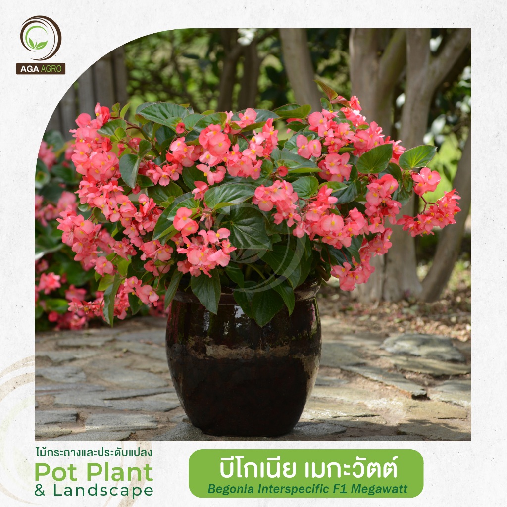 AGA AGRO I "บีโกเนีย เมกะวัตต์" พันธุ์ใหม่! พุ่มใหญ่ ดอกใหญ่ 50เมล็ด-Begonia F1 Megawatt