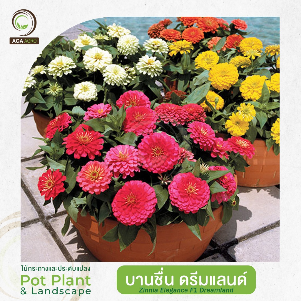 AGA AGRO I "บานชื่น ดรีมแลนด์" สายพันธุ์ยอดนิยม 100 เมล็ด - Zinnia Elegance Dreamland