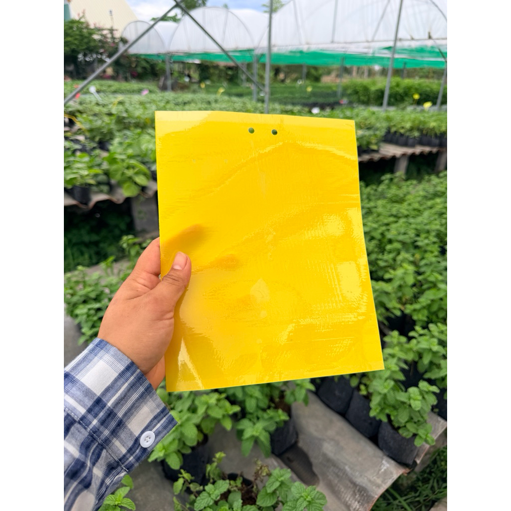 แผ่นกาวดักแมลง ดักแมลงในแปลงผัก มีกาวในตัว ขนาด 20*25 cm