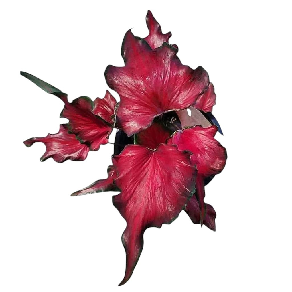 บอนสีฮองเฮา/ตะละกุสุมา/นางไหม  รวมบอนสีหลากหลายสีสัน