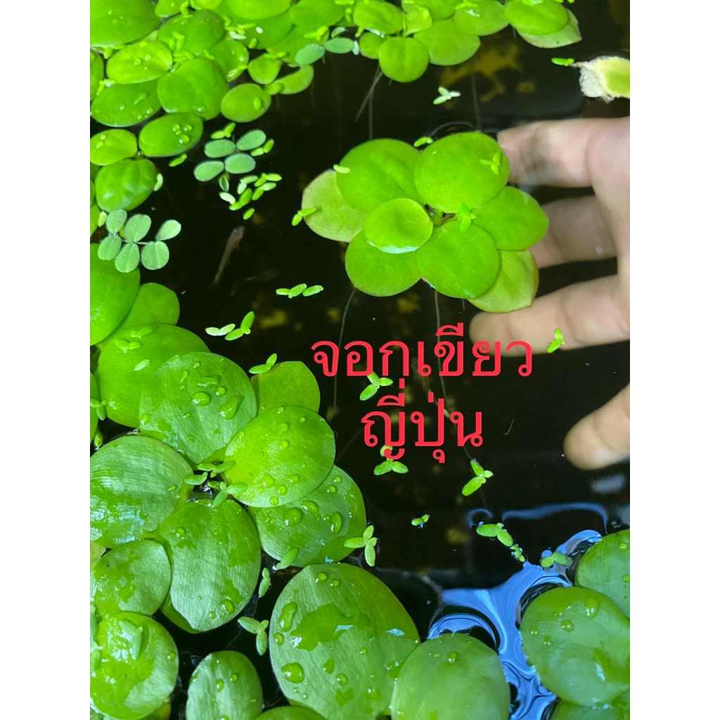 จอกเขียวญี่ปุ่น (Lemna minor)ไม้น้ำ น่ารัก ตกแต่ง อ่างปลา ตู้ปลา สวยงามปรับสภาพน้ำใส เป็นที่อาศัยของปลาและเป็นธรรมชาติ