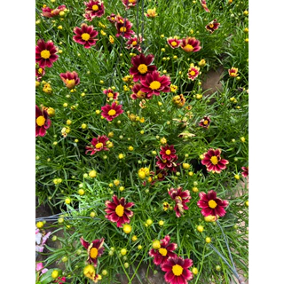 จันทร์ฉาย ดอกสีแดงเข้มน่ารัก ให้ดอกเยอะ มีดอกตลอดปี Coreopsis grandiflora 'Solar Fancy’