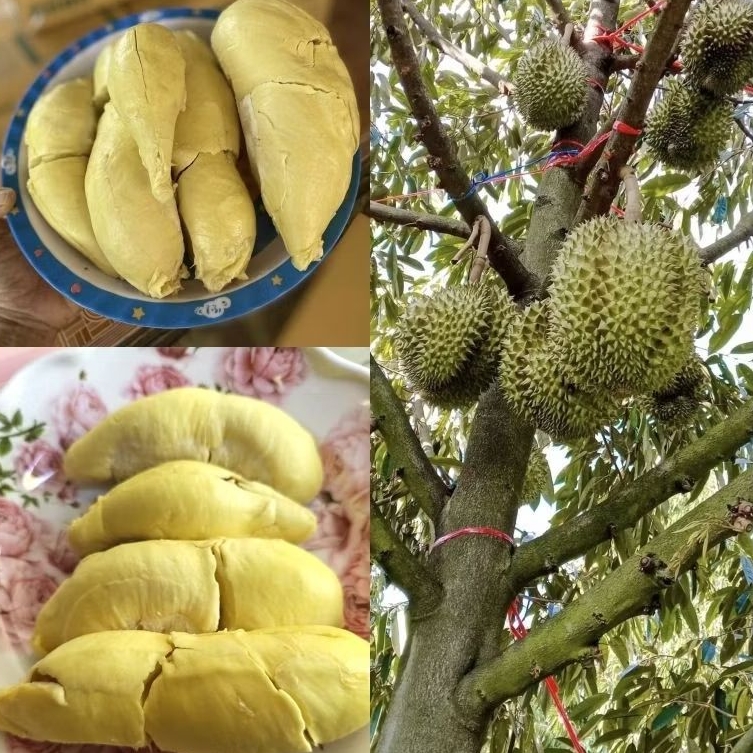 ทุเรียนดินภูเขาไฟศรีสะเกษแท้ 100%รสชาติหวานมันกำลังดี และกลิ่นหอมละมุนไม่ฉุน