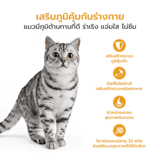 WHISKAS วิสกัส อาหารเม็ดแมวโต 3kg อาหารแมว ยอดนิยม แมวกินง่าย Petus Kingkaew