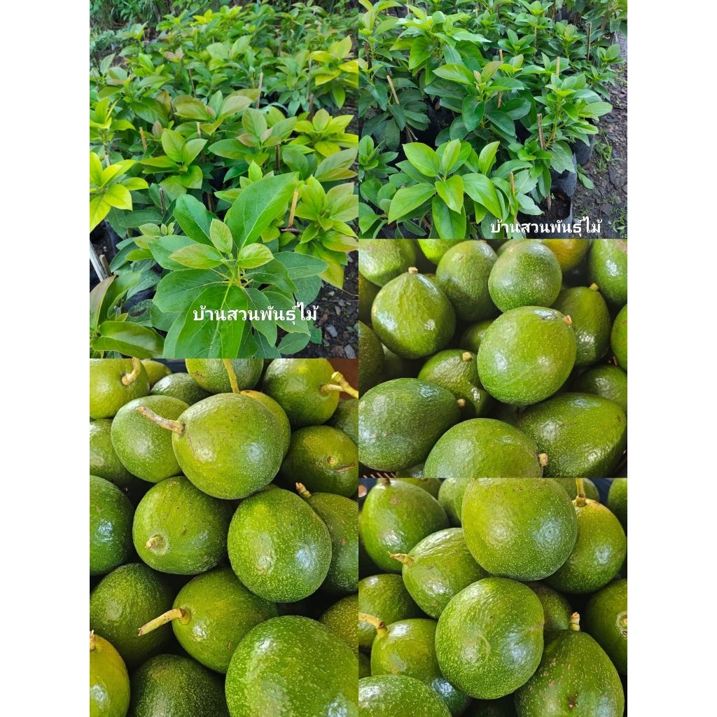 ต้นอะโวคาโดบรูนี่ ต้นเสียบยอด60ซม.