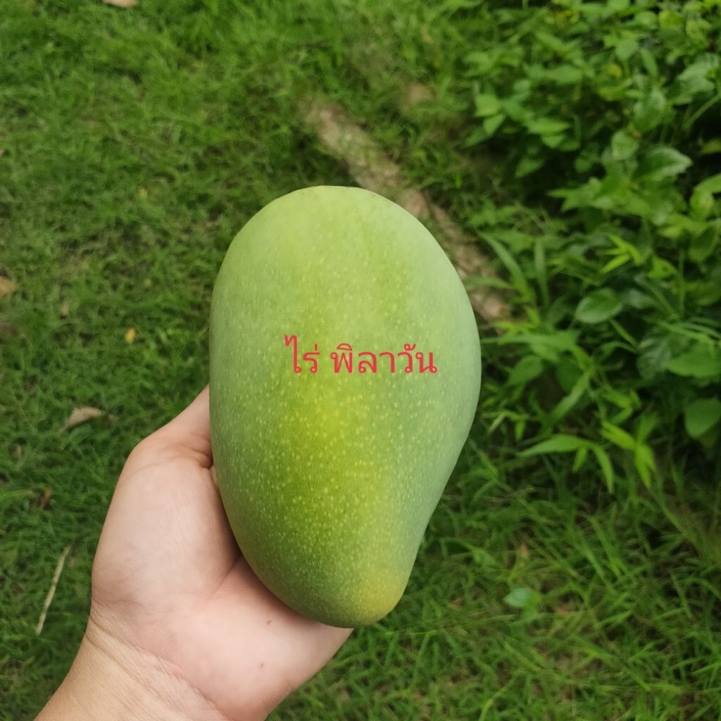 มะม่วงโชคอนันต์แก่จัด3 กิโลกรัม 100 บาทมีตลอดสามฤดู