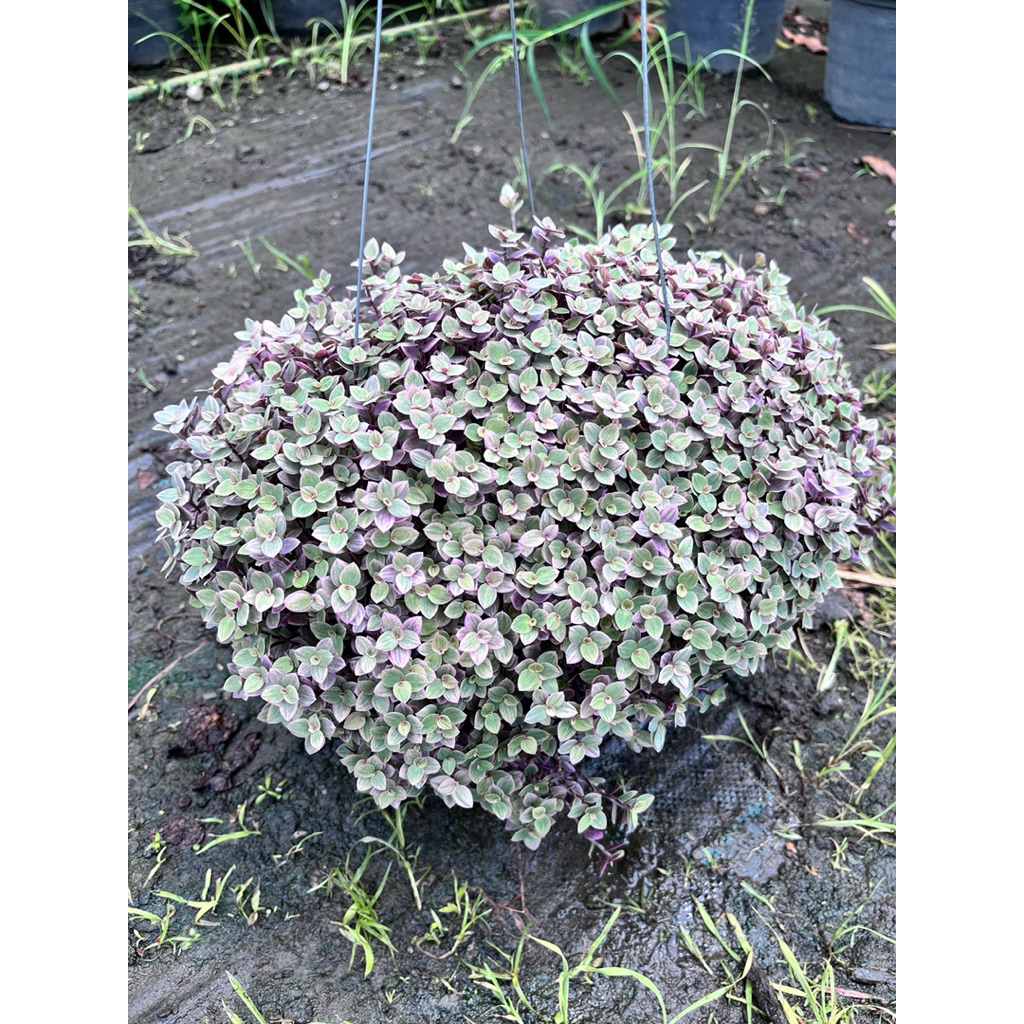 ต้นริบบิ้นชาลี Callisia repens แบบแขวนกระถาง 8 นิ้ว ไม้ประดับพุ่มเล็ก ลำต้นอวบน้ำ ไม้คลุมดิน