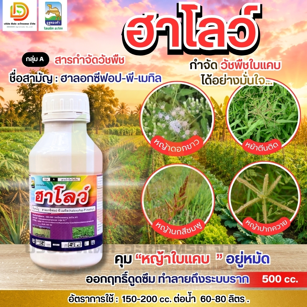 ฮาโลว์ #ฮาลอกซีฟอป-พี-เมทิล 500 ml. เพื่อกำจัดวัชพืชประเภทใบแคบ หญ้าดอกขาว และ หญ้าตีนติด #กาลแล็นท์ #ดีเด่นอะโกรเทรด