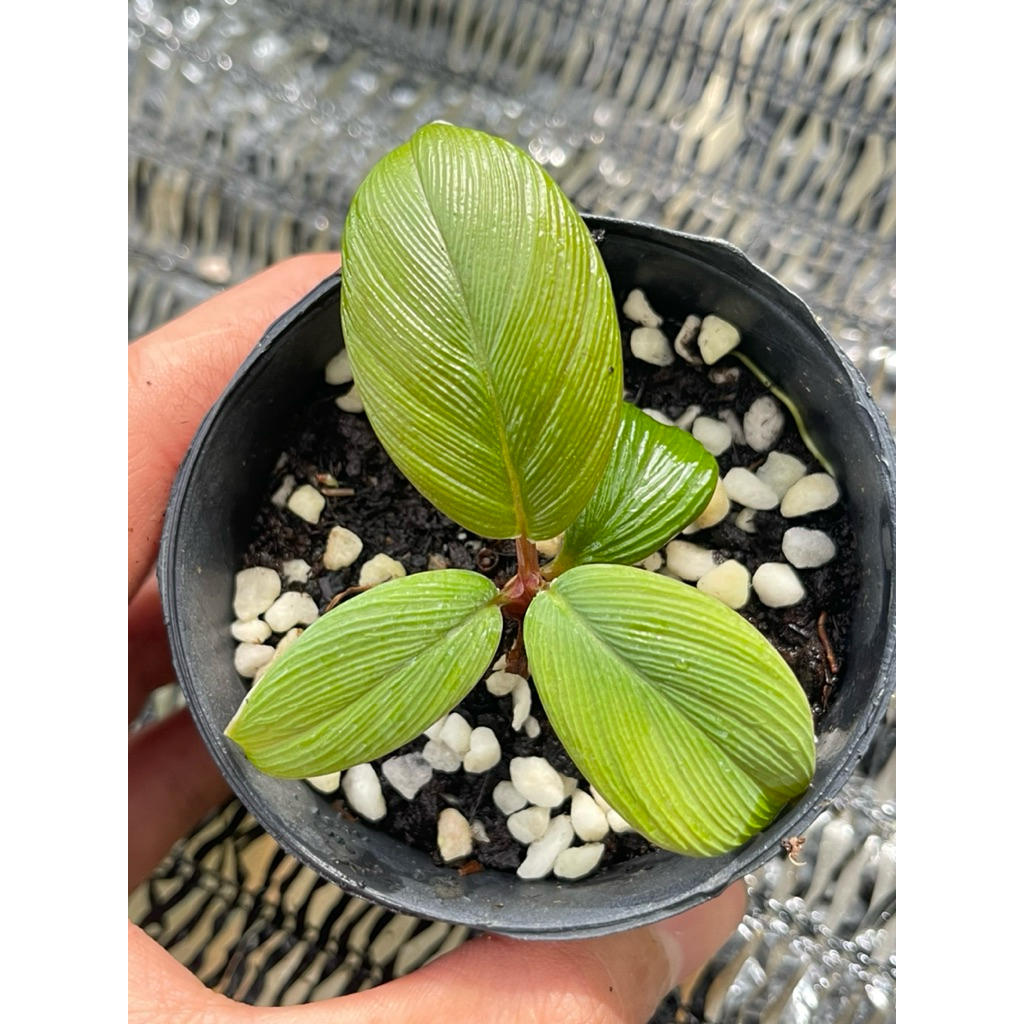 เสน่ห์จันทร์แดงสุมาตรา Homalomena Red Sumatra