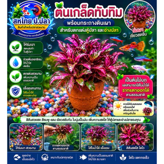 ต้นไม้บก(7กระถางแถม 1 กระถาง)เกร็ดทับทิม ก้านแดง เป็ดแดงลาย (ต้องเปิดไฟเมื่อใส่ตู้)ถ้าพืชไม่มีแสงจะเน่าเสียง่าย