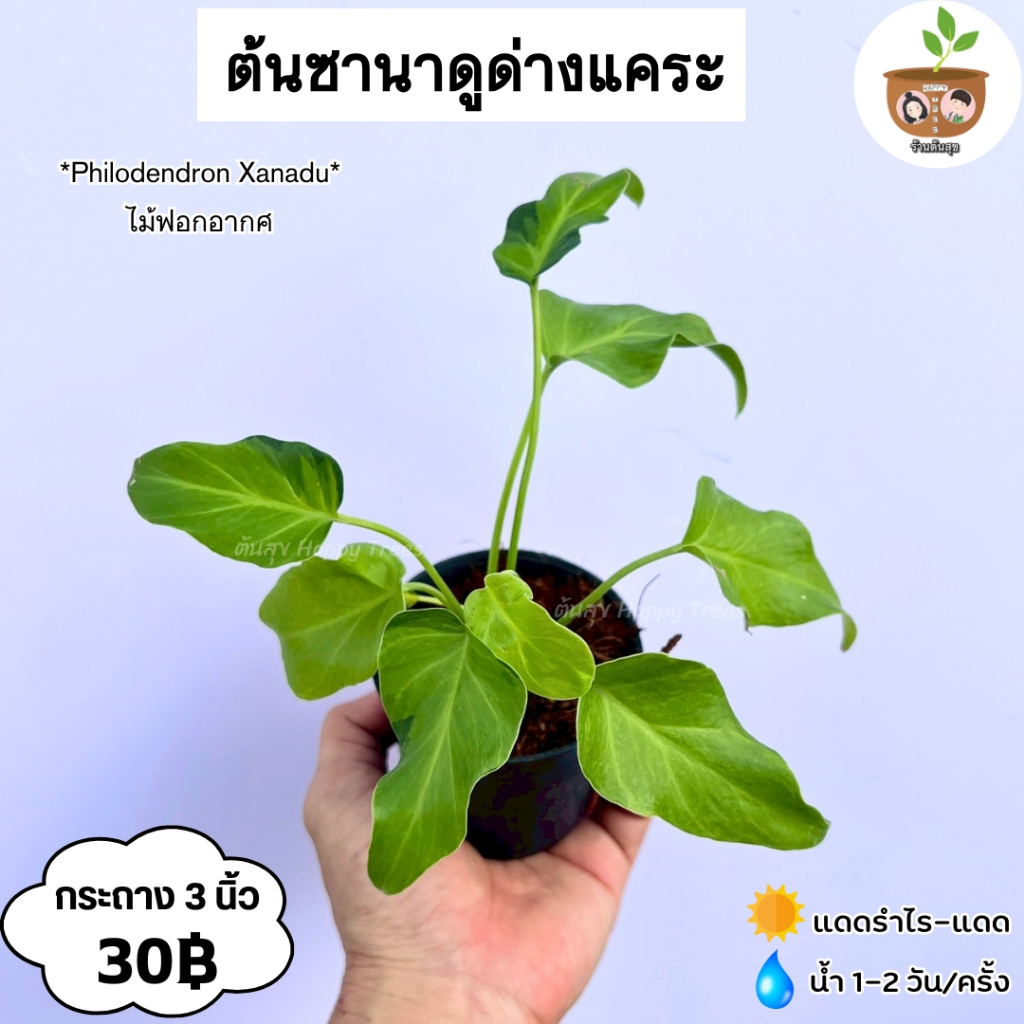 ต้นซานาดูด่างแคระ จัดส่ง 2 ต้นขึ้นไปคละแบบไหนก็ได้