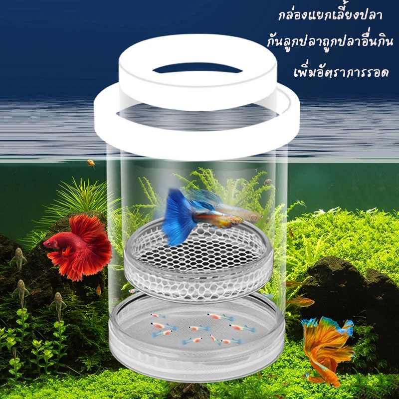 กล่องแยกปลา ปลากัด ปลาหางนกยูง กล่องเพาะพันธุ์ปลาแบบลอยน้ำ กล่องแยกเพาะพันธุ์ปลา ตู้ปลา ตู้ฟักไข่ เครื่องให้อาหารปลา