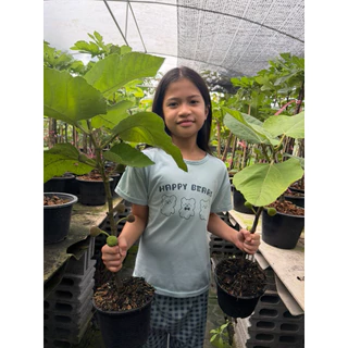 ลูกฟิกส์ พันธุ์อิรักกี้ (1ชุด มี2ต้น) มีลูกติดตรงตามรูป