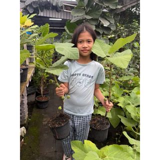 ลูกฟิกส์ พันธุ์อิรักกี้ (1ชุด มี2ต้น) มีลูกติดตรงตามรูป