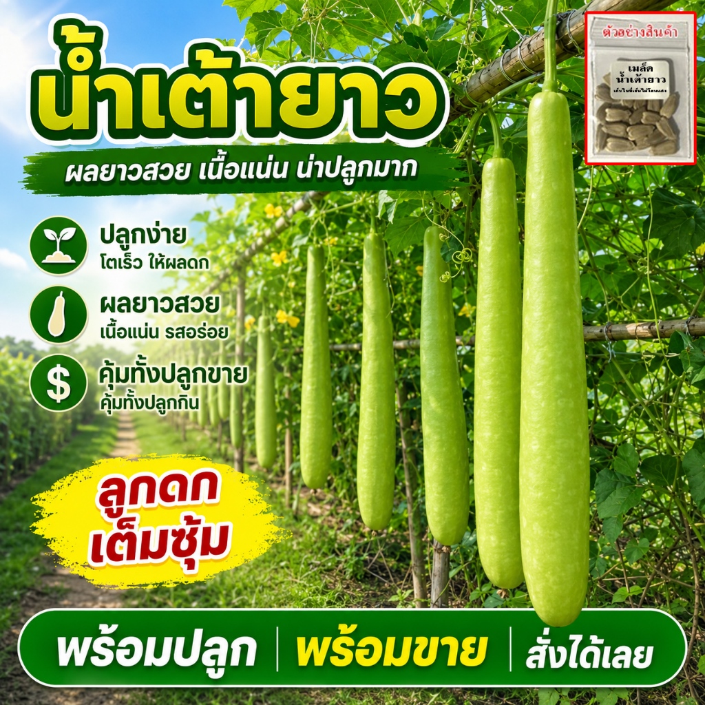 เมล็ดน้ำเต้ายาว 9-20 เมล็ด พันธุ์ดี ลูกใหญ่ เนื้อแน่น ปลูกกินปลูกขาย (ซื้อ 10 แถม 1 คละได้)