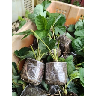 ต้นกล้าสตรอว์เบอร์รี่พันพระราชทานพันธุ์80 ชุด10ต้น 🍓🍓🍓(พร้อมส่ง)
