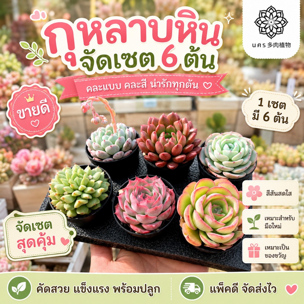 พรีออเดอร์❗ กุหลาบหิน แบบจัดเซต ไม้อวบน้ำ