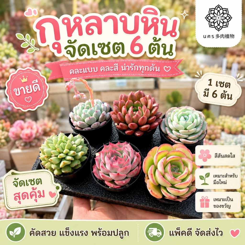 พรีออเดอร์❗ กุหลาบหิน แบบจัดเซต ไม้อวบน้ำ