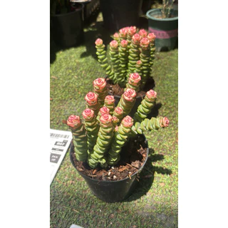 รอบใหม่พร้อมส่ง14-8-26 ขนาด3นิ้ว 5-10ต้น Crassula Baby necklace. #สปริงชมพู #หนอนสปริงน่ารักแน่นๆๆ4นิ้ว☀️ยิ่งสีออก