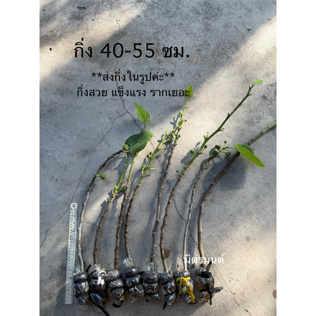 พร้อมส่ง ขอคนรับจริงเท่านั้นค่ะ‼️🪴กิ่งตอน มะเดื่อฝรั่ง fig อิรักกี้ Iraqi กิ่งตามรูป