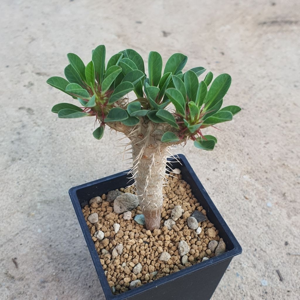 Euphorbia guillauminiana