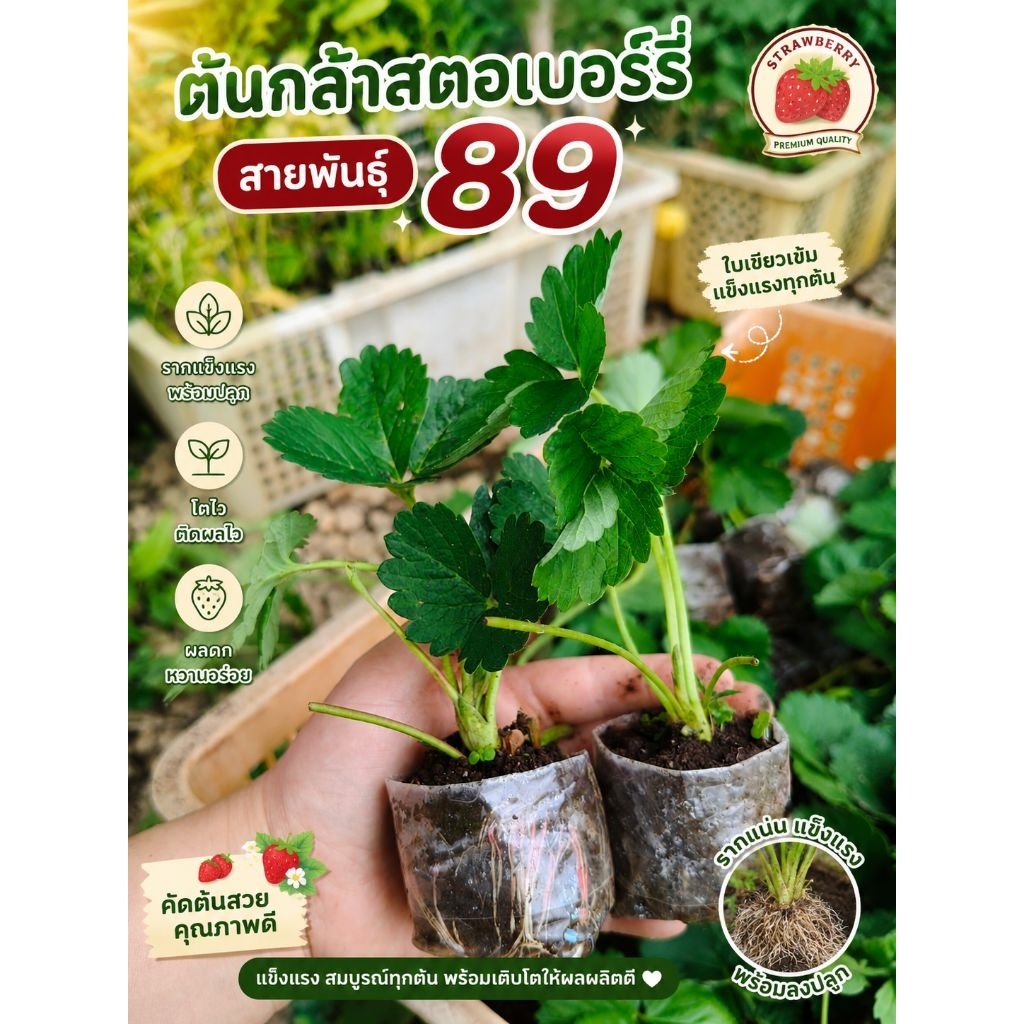 ต้นกล้าสตอเบอรี่พันธุ์พระราชทาน 89 ชุด2ต้น