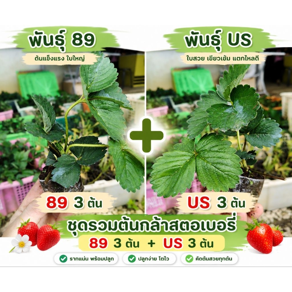 ต้นกล้าสตอเบอรี่เซ็ต 89 + US รวม 6 ต้น 🍓”