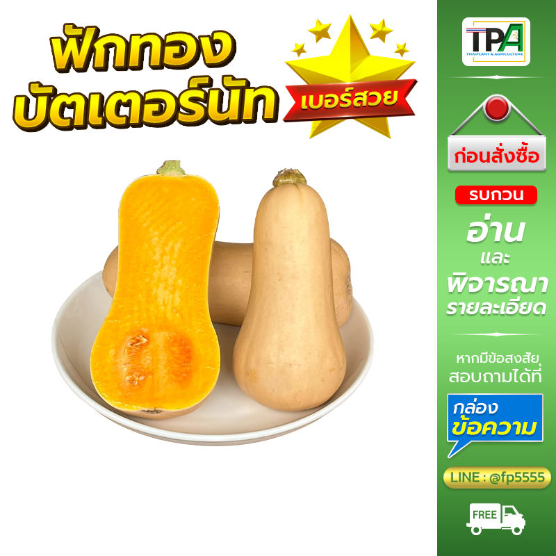 ฟักทองบัตเตอร์นัท (01) 1, 2, 3, 4, 5 กก. (เบอร์สวย ผิวสวย เนื้อสวย) - Butternut Squash (Fruit).