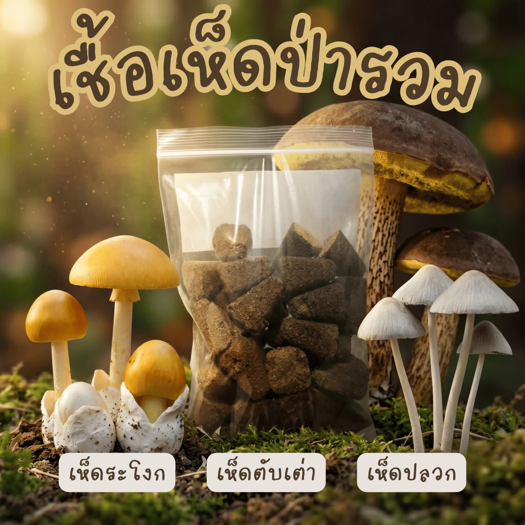 เชื้อเห็ดป่ารวม ระโงก ตับเต่า ปลวก