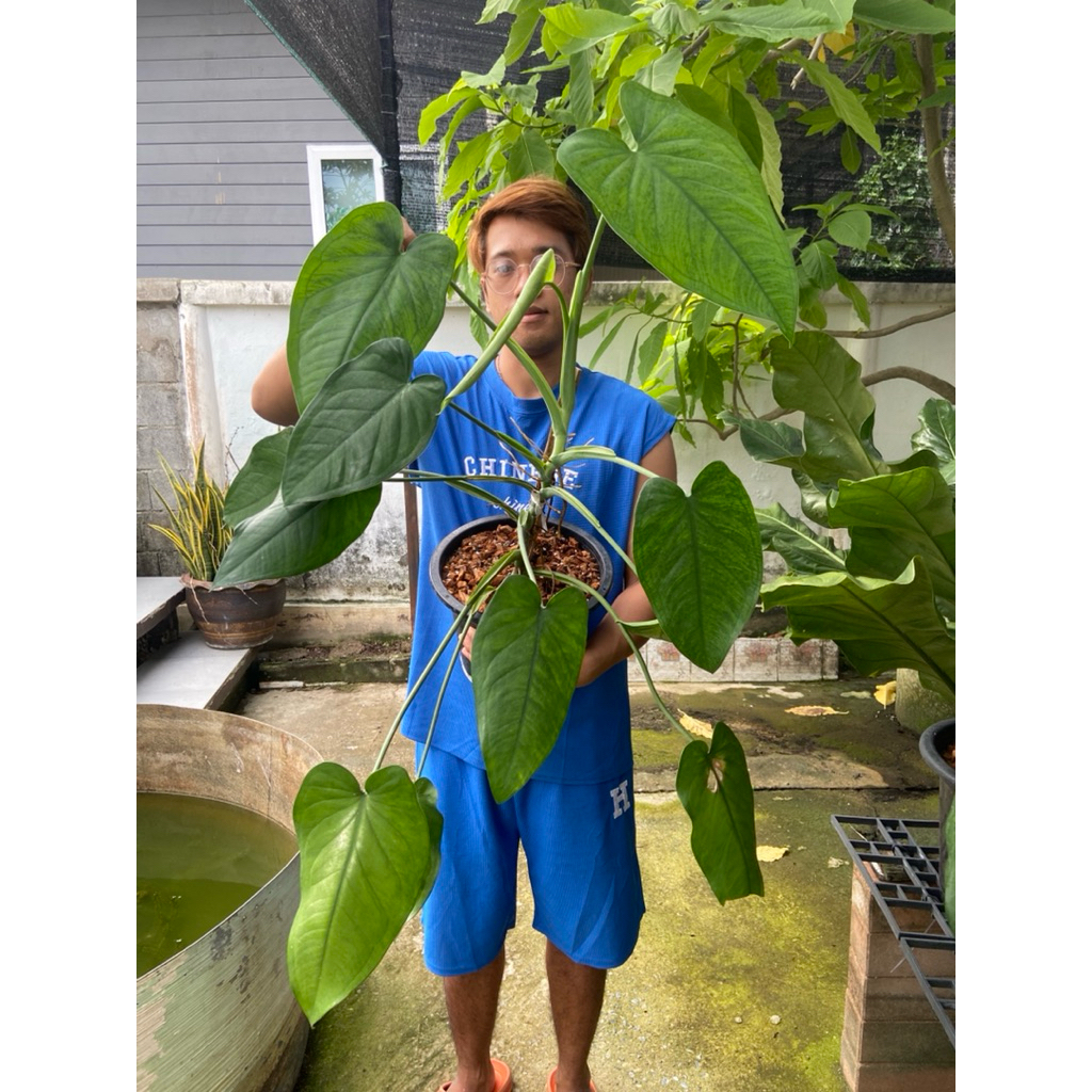 Syngonium chiapense (หรือที่รู้จักกันในไทยในชื่อ "ออมใบบุญ") เป็นไม้เลื้อยในตระกูลเงินไหลมา