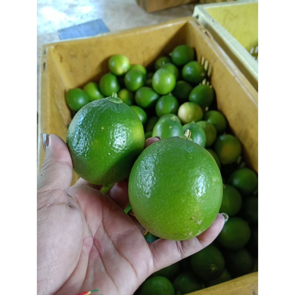 พร้อมส่ง🍋 มะนาวตาฮิติ เกรดคัดพิเศษ ไร้เมล็ด สด สะอาด พร้อมขาย