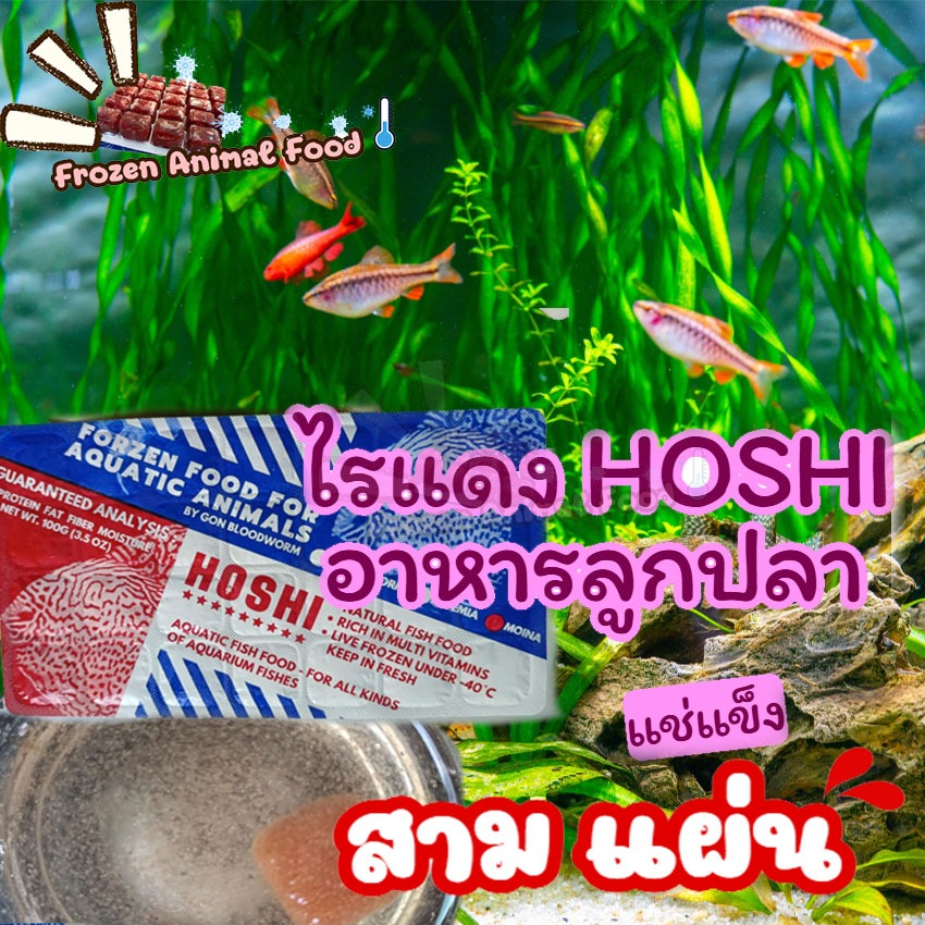 ราคาพิเศษ 3 แพ็ค ไรฝุ่นแช่แข็ง ไรแดง HOSHI  แถมฟรี ถุงเก็บความเย็น เจลเย็น อาหารปลา อาหารสัตว์น้ำแรกเกิดทุกชนิดสดสะอาด
