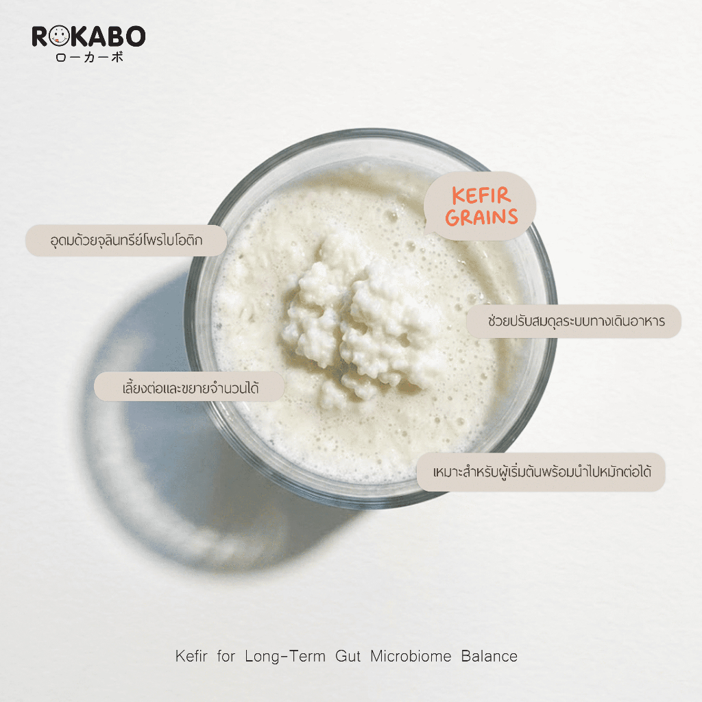 Kefir Grains /Yogurt โยเกิร์ตเกรน  Kefir milk grains คีเฟอร์เกรนส์