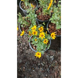 🌻 ทานตะวันญี่ปุ่น ซันเมซิ่ง (Sunmazing) 🌻ไม้ดอกพุ่มเตี้ยที่โดดเด่น กระถาง6นิ้ว