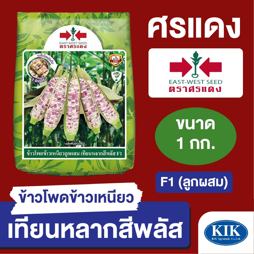 เมล็ดพันธุ์ ผักซอง ศรแดง BIG ข้าวโพดข้าวเหนียวลูกผสม เทียนหลากสีพลัส EBS บรรจุ 1 กิโลกรัม
