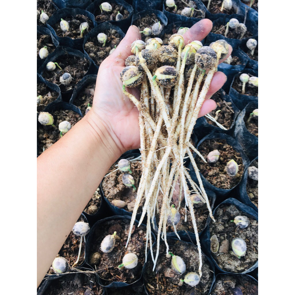 เม็ดผักหวานป่า เพาะ2เดือนชุดละ12งอก รากอวบ ตรง ปลูกง่าย ติดไว